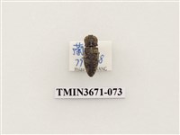 藏品(叩頭蟲(2))的圖片